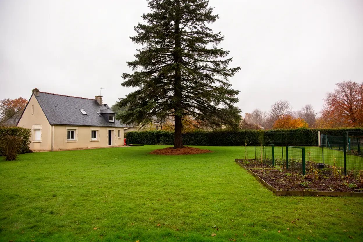 Conifère incliné avant abattage à La Chapelle-Saint-Aubin